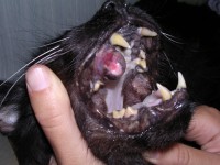 /album/fotogaleria/fotos-gatos-095-jpg/